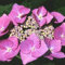 Tellerhortensie 'Teller Rose' - Hydrangea 'Teller Rose' - 25-30 cm Topf - Rosafarbene Blütenrispen