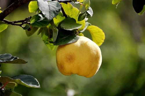 Direct Plants Cydonia Oblonga Vranja Quince Tree, Ready to Plant Outdoor, Hardy & Self Fertile Patio Fruit Trees for Garden, 5-6ft Tall, Supplied in a 7.5 Litre Pot