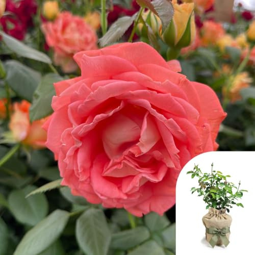 YouGarden Harkness 'Fab at 50' ® Birthday Rose, Gift Wrapped Birthday Present, 50th Gift, presented in a 4 Litre Pot, Ready To Plant
