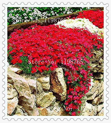 Blumensamen 100 Aubrieta Seeds - Cascade Lila Blumensamen, Superb ausdauernde Bodendecker, Blumensamen für Hausgarten