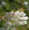 Hochstamm Japanische Zierkirsche Ukon 100-125cm - Prunus serrulata - Gartenpflanze