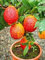 20 Stück/roter Beutel Zitronenbaum und Blutorange Bio-Frutta-Bonsai mit Limette S
