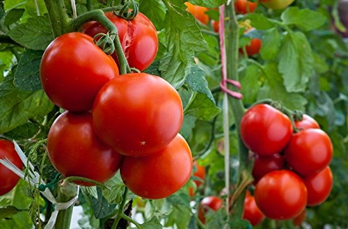 Tomaten Samen Baron esculentum,