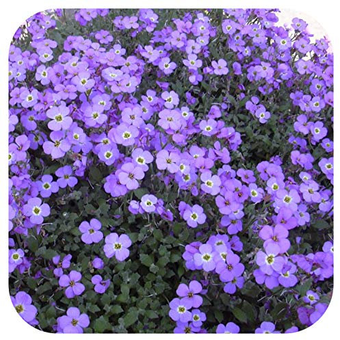 Aubrieta Trailing Aubretia 'Katie Blue ' Perennial Plug Plants x 6