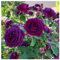 Rose pflanzen knollen winterhart - Seltene Rosenpflanze - Strauchrosen, Duftrosen, Hybridrosen, zweifarbige Rosen,Rosengarten-4Pflanze-J