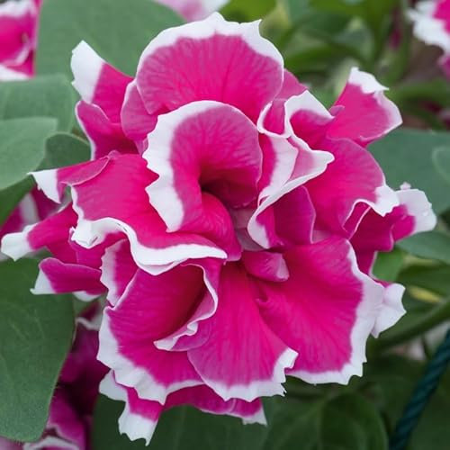 Petunia tumbelina Anna | 6 Plug Plants | Easy Bedding