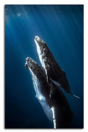 XDTIOPIMY Blue Ocean Theme Poster Lustige Wandkunst Dekor Poster Leinwand Gemälde Bilder Buckel Wal und Wade für Wohnzimmer Schlafzimmer Büro 1 Stück ungerahmt 30,5 x 45,7 cm