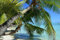 Puzzle 1000 Teile für Erwachsene- Strand Palmen - 1000 Teile Puzzle Große Teile Puzzles Kinder Lernspiel Spielzeug Geschenk für Zuhause Wanddekoration