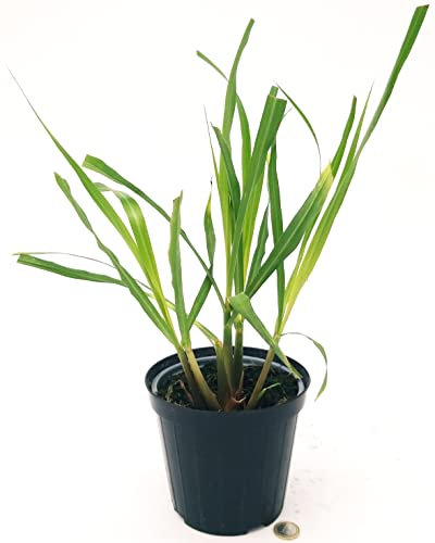 POWERS TO FLOWERS - LEMON GRASS BIO, Vaso 14cm diametro, pianta vera