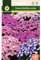 Mascarell Semillas, CINERARIA MULTIFLORA VARIADA, Semillas Flores Exterior para Decoración, 0,1 Gramos