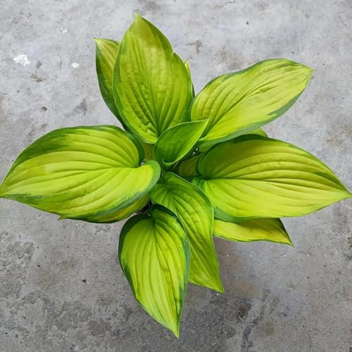 200 Pc Semillas Resistentes De Hosta Hosta - Semillas De Hosta, Plantas Trepadoras Resistentes, Semillas Orgánicas Semillas De Plantas De Hosta, Flores Silvestres Flores De Balcón,