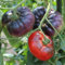 Tomatensamen Black Beauty für ca. 10 Pflanzen - platzfeste Fleischtomate