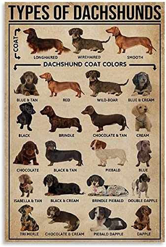 DPZAFL & Kunstdrucke Tier Dackel Wiener Hund Arten von Leinwand Wand Bilder Bilddruck 50x70cm x1 Rahmenlos