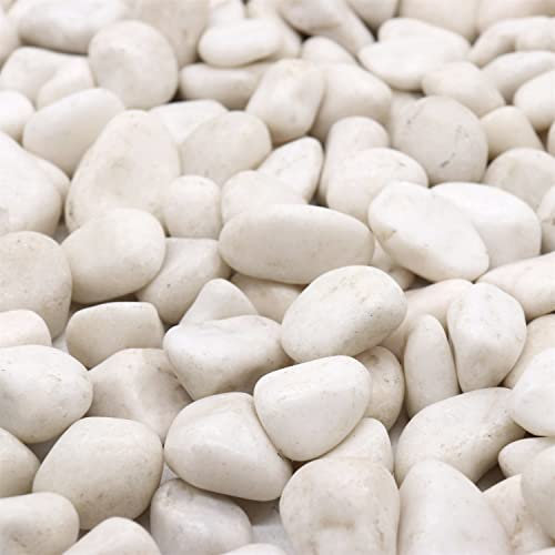 Premium Pebbles Roches blanches pour plantes Galets décoratifs polis blancs de 1 à 2 pouces - 4,5 kg pour plantes, jardin, plantes succulentes, pots (MD (1 à 2 pouces), blanc - légèrement poli, 10)