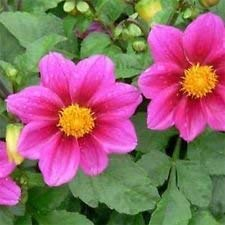 Dahlie - Mignon Rose - 25 Samen