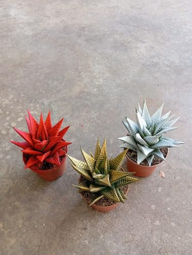 Haworthia Navideña Planta Natural Perfecta para la Decoración de Navidad