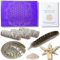 DIVINAYA Coffret 3 bâtons de Sauge Blanche a bruler, 1 Coquille d'Ormeau, 1 Plume, 1 Trépied, Sable et 1 Livret Rituels de Purification, Maison, Méditation. Qualité Premium. Cadeau Spirituel et Zen.