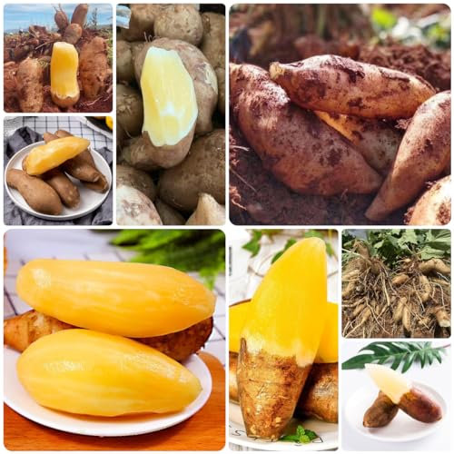 30 pcs yacon samen bio - Smallanthus sonchifolius - säulenobst, indoor gewächshaus yacon pflanze kaufen bonsaibaum echt, pflanzen samen saatgut alte sorten, garten hochbeet hochbeet,