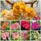 150 pcs bougainvillea pflanze samen stauden schattenpflanzen winterhart balkonblumen pflanzen winterhart draußen winterharte blumen garden samen balkon bodendecker samen blumen balkon