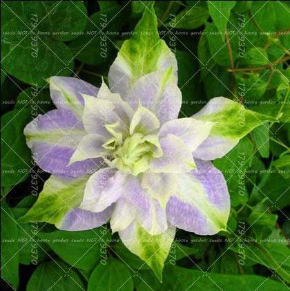 Shopmeeko 1pcs Klettern Clematis Zwiebeln, Clematis Baum Zwiebeln Gartenpflanzen, mehrjährige Pflanzung Bonsai Blumenzwiebeln Rhizom Zimmer Plante: 6