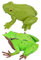 BESTonZON 2st Froschmodell Spielzeug Wissenschafts- Und Bildungsspielzeug Realistische Froschfigur Frösche Spielzeug Kidcraft-spielset Frösche Figur Modelle Plastik Blumentopf Kind Anlage