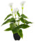 Planta Artificial en Maceta Fake Cala Lirio para Patio de jardín Interior al Aire Libre decoración Interior Blanca, decoración del hogar