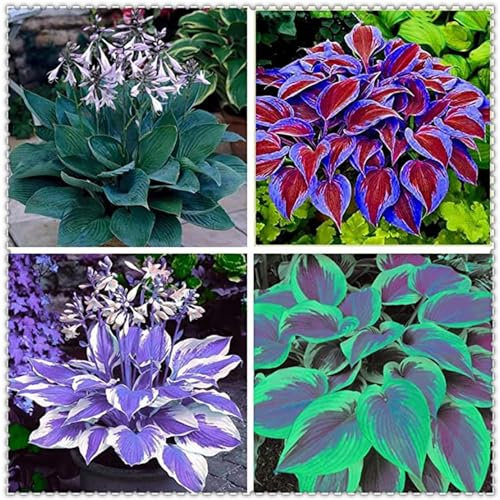 Rizoma Di Hosta Rizoma Hosta Hosta Hosta Pianta Hosta Pianta In Vaso Fiori Da Giardino E Piante Bonsai-4bulbi-d