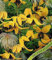 Clematis Tangutica Seed Outdoor Persistent Climbing Plant Creeper Up to 200 Yellow Flower : Seeds Only