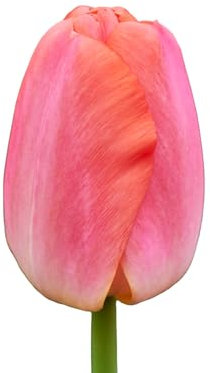 The Bulb Farmers - 64 x Tulpe 'Orange Pride' - Orange - Blumenzwiebeln direkt vom Züchter - Frühjahrsblüher - Zwiebelgröße Z 12/- (die optimale Größe für den Garten)