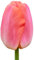 The Bulb Farmers - 64 x Tulpe 'Orange Pride' - Orange - Blumenzwiebeln direkt vom Züchter - Frühjahrsblüher - Zwiebelgröße Z 12/- (die optimale Größe für den Garten)
