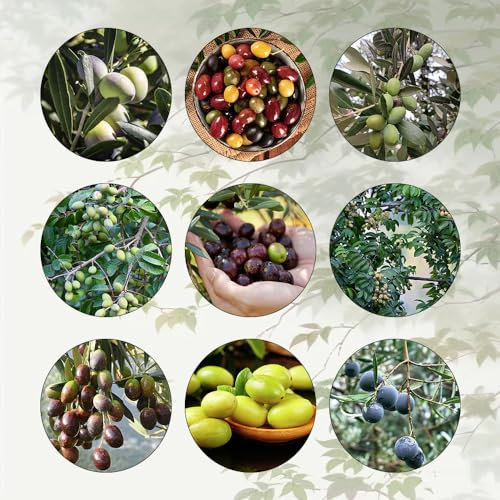 40 Pcs Olivenbaum Winterhart Samen - Olea Europaea - Bonsai Tree Bäume Pflanzen Olive Tree Samen, Topfpflanzen Draußen Winterhart Pflanzen Balkon, Deko Wohnzimmer Bäume Kaufen, Zimmerbonsai