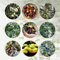 40 Pcs Olivenbaum Winterhart Samen - Olea Europaea - Bonsai Tree Bäume Pflanzen Olive Tree Samen, Topfpflanzen Draußen Winterhart Pflanzen Balkon, Deko Wohnzimmer Bäume Kaufen, Zimmerbonsai