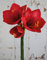 artplants.de Künstliche Amaryllis YOLANTE, rot, 70cm, Ø23cm - Textil Amaryllis, 67830