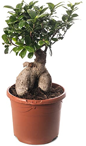 Ficus Ginseng Bonsai Baum, hohe Zimmerpflanze, exotischer großer Baum für Ihr Zuhause.