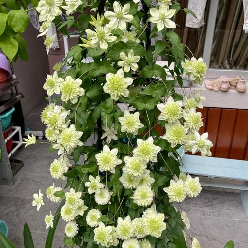 1 piezas Bulbos de clemátide Las plantas de jardín son plantas perennes resistentes. Clematis Bulbos perennes resistentes al invierno Plantas perennes resistentes, flores permanentes,