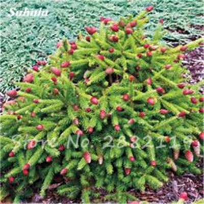 Abies Samen, koreanische Tanne, Nordmannstanne (Weihnachtsbaum, Conifer) Samen Baum. Haus-Garten Bonsaipflanzen und Blumen-Samen 100 PC-24
