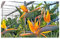 Pcs - 5x Strelitzia Juncea Fleur Oiseau Du Paradis Jardin Plantes - Graines B302 - Seeds & Plants Shop by Ipsa