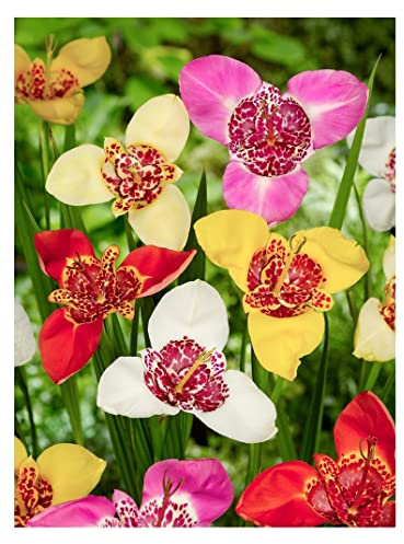 10 x Tigridia Pavonia Mixed Bulbs Easy to Grow Summer Flowering Perennial Peacock Tiger Iris