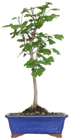 KENTIS - Bonsai di Ginkgo Biloba - Piante Vere da Esterno Ornamentali Resistenti - Giardino Balcone Terrazzo - H 40/50 cm Vaso 21 cm