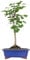 KENTIS - Bonsai di Ginkgo Biloba - Piante Vere da Esterno Ornamentali Resistenti - Giardino Balcone Terrazzo - H 40/50 cm Vaso 21 cm