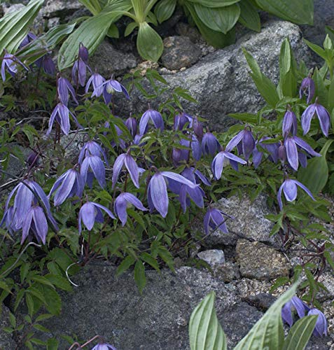 Alpen Waldrebe 40-60cm - Clematis alpina