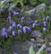 Alpen Waldrebe 40-60cm - Clematis alpina