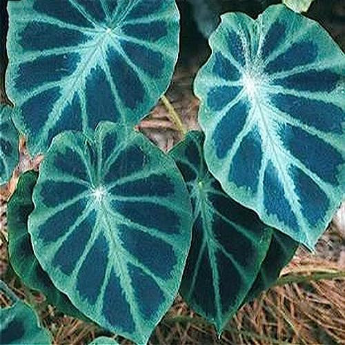 10 Stück/Beutel Alocasia-Samen, einfach zu züchten, seltene, elefantenohrförmige Blumen-Taro-Pflanzen, Gartensamen, Blumen-, Obstbaum- und Gemüsesamen 4 Alocasia-Samen