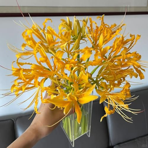 5 piezas Bulbos de lirio araña (Lycoris radiata) Pequeños regalos plantas, bulbos de flores de primavera. Comprar bulbos de flores de sangre Regalos para amantes de la jardinería,