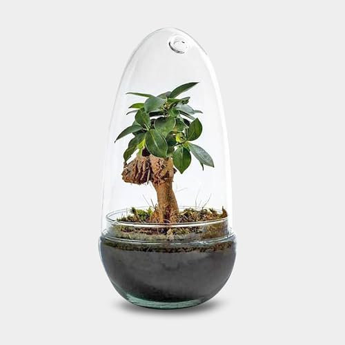 Egg L Bonsai – Elegantes Flaschengarten mit Ficus Ginseng im Eier-Design – Perfekte Mikroklima für Minimale Pflege – Ideal als Dekoration oder Geschenk