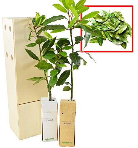 LAUREL arbusto aromático de pequeño tamaño (2)