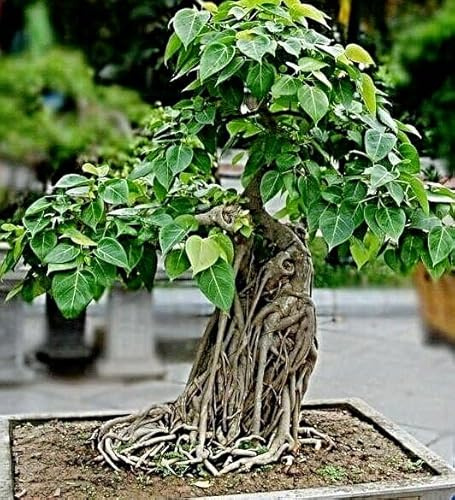 Pappelfeige Samen, ficus religiosa, Buddha Baum, Bodhi Baum (100 Samen)