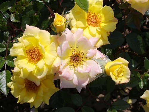 Laura Ford - Yellow Climbing Rose - 4L Potted