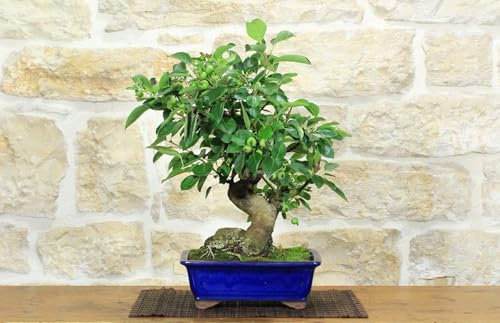 Bonsai di Melo selvatico (137)