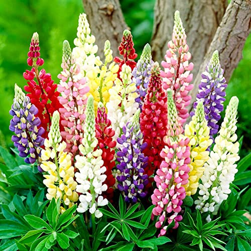 Lupinen Pflanzen Winterhart - 10 Pflanzen - Stauden Mehrjährig Winterhart - Echte Pflanze aus Holland - für Garten (keine Samen, keine Zwiebeln und nicht künstlich) - Weiß-Rot-Rosa-Violett